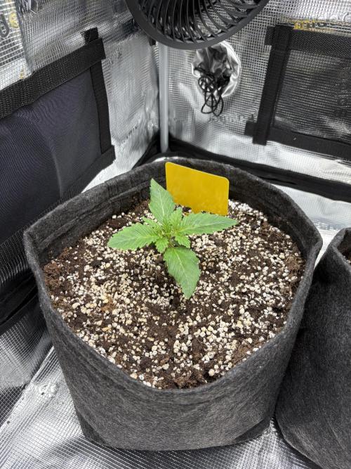 Sour Ripper #1. Week 2