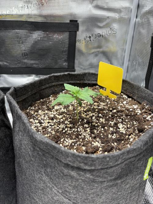 Sour Ripper #1. Week 2