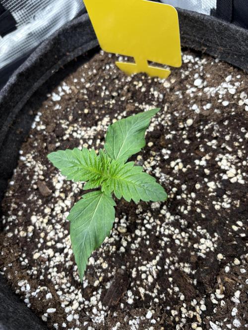 Sour Ripper #1. Week 2