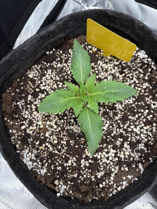 Sour Ripper #1. Week 2
