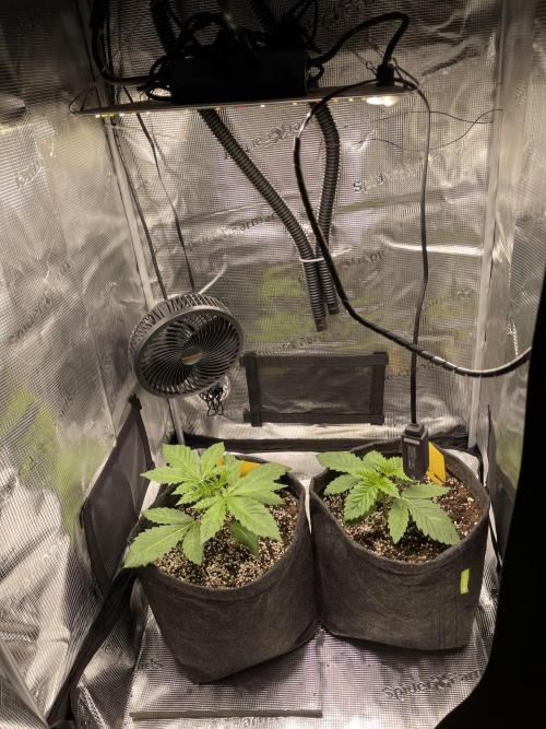 Sour Ripper #1. Week 3