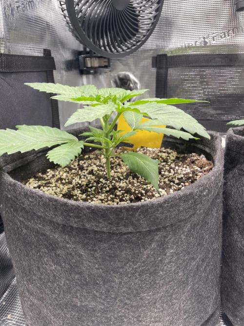 Sour Ripper #1. Week 3