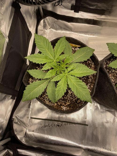 Sour Ripper #1. Week 3