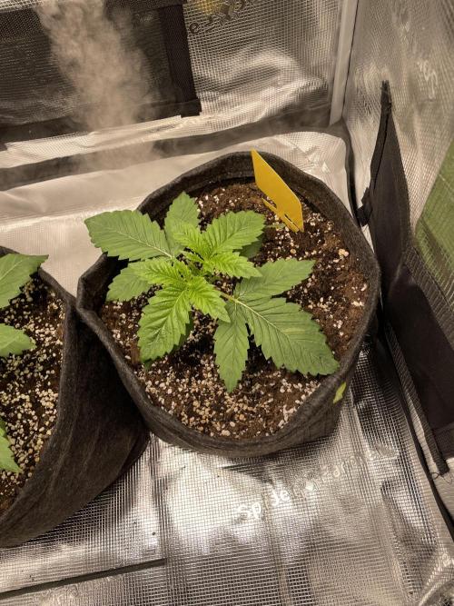 Sour Ripper #1. Week 3