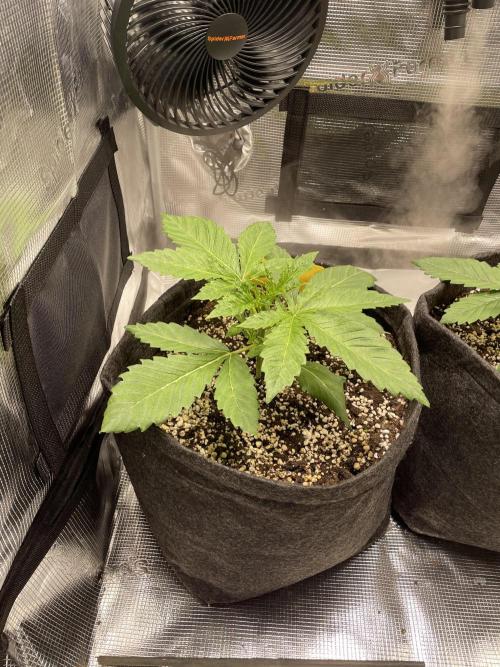 Sour Ripper #1. Week 3