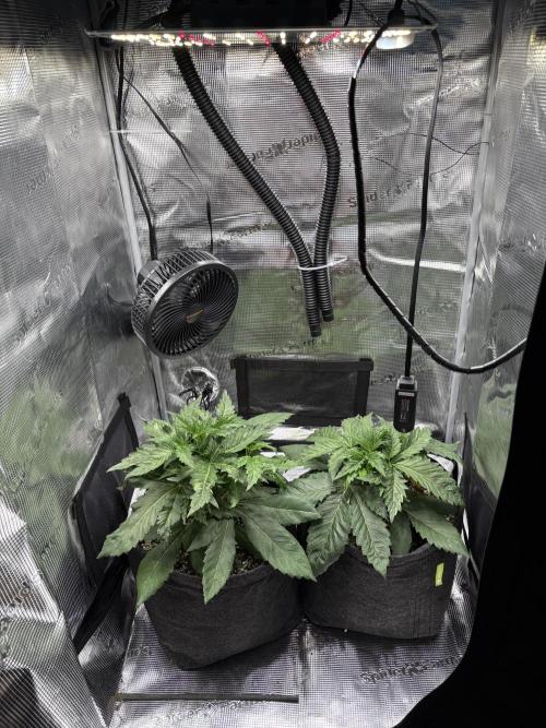 Sour Ripper #1. Week 4