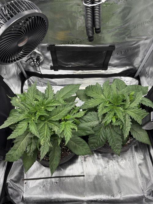 Sour Ripper #1. Week 4
