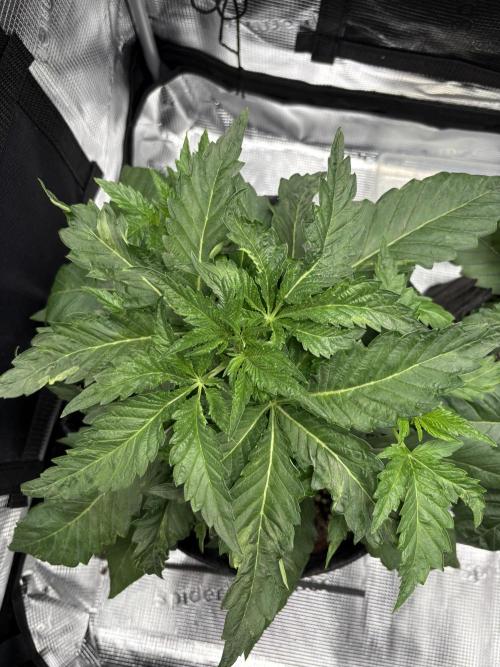 Sour Ripper #1. Week 4