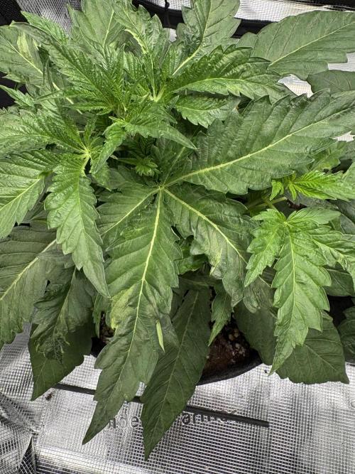 Sour Ripper #1. Week 4