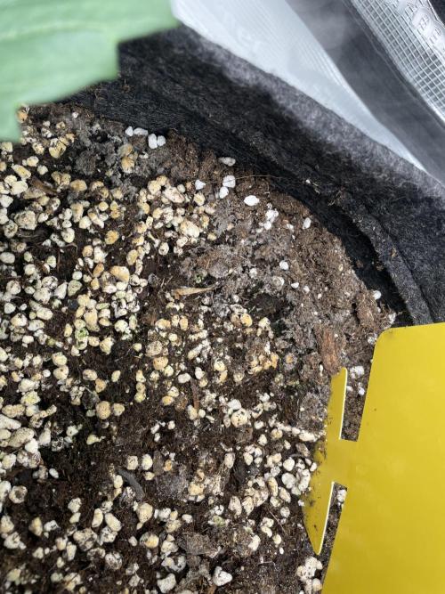 Sour Ripper #1. Week 4 - soli?