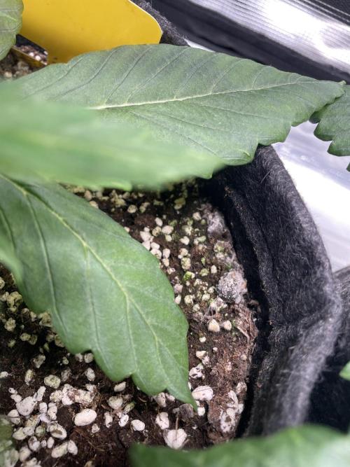 Sour Ripper. Week 4