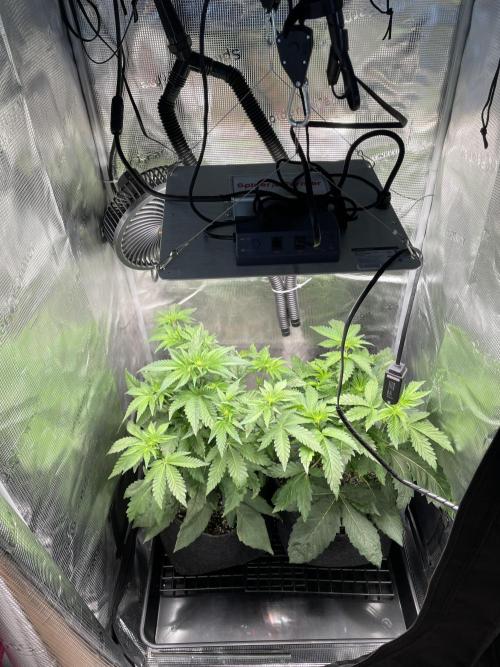 Sour Ripper #1. Week 5