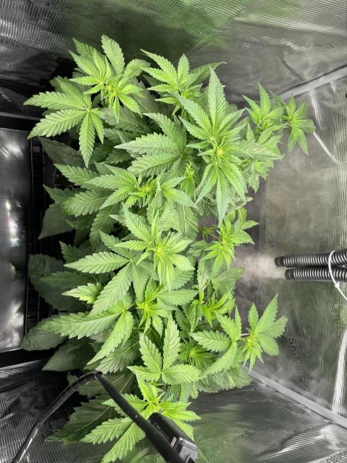 Sour Ripper #1. Week 5