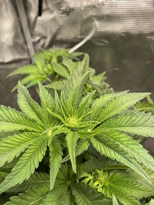 Sour Ripper #1. Week 5