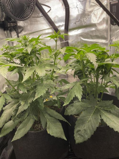 Sour Ripper. Week 5
