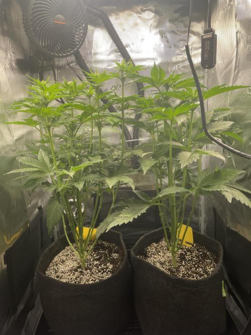 Sour Ripper #1. Week 6