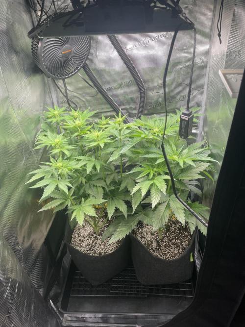 Sour Ripper #1. Week 6