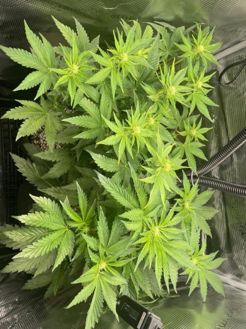 Sour Ripper #1. Week 6