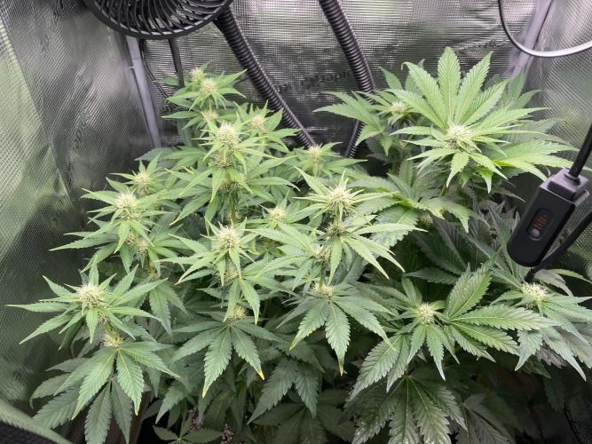 Sour Ripper #1. Week 7