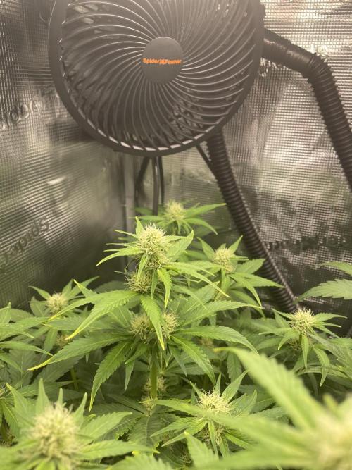 Sour Ripper #1. Week 7