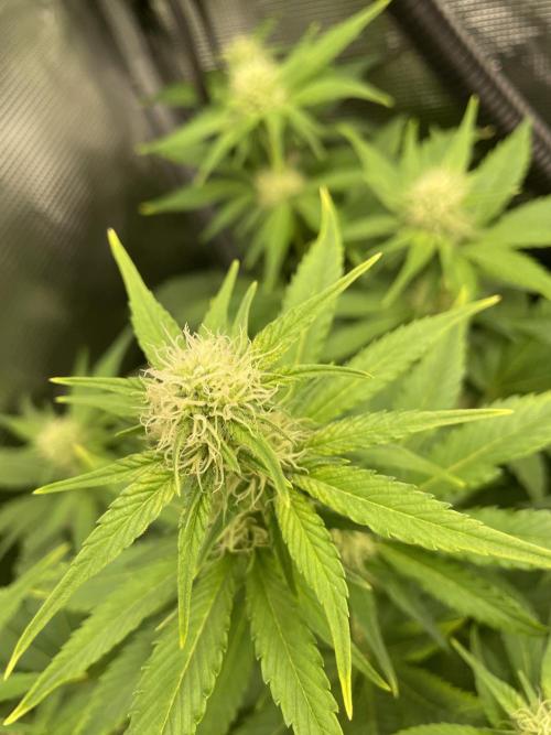 Sour Ripper #1. Week 7