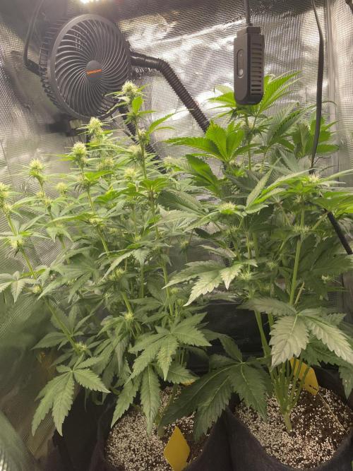 Sour Ripper #1. Week 7