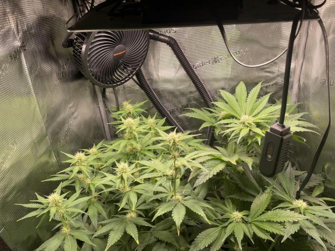 Sour Ripper #1. Week 7