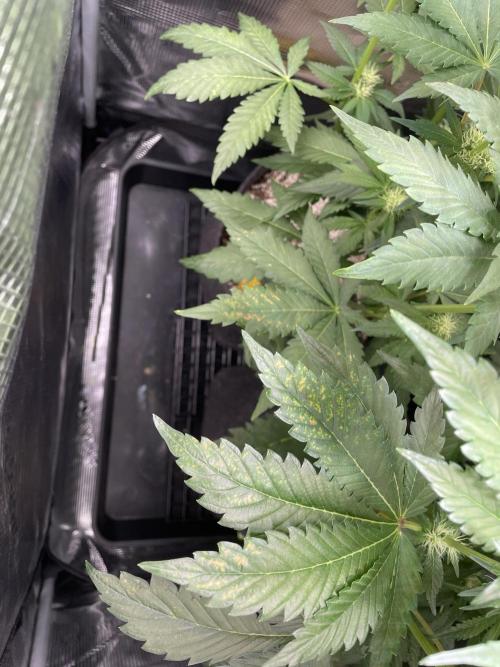 Sour Ripper #1. Week 7