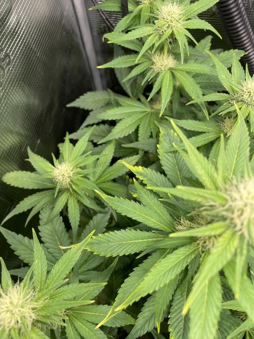 Sour Ripper #1. Week 7