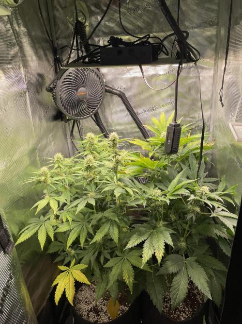 Sour Ripper #1. Week 8