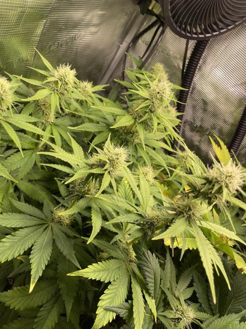 Sour Ripper #1. Week 8