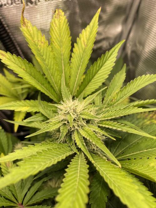 Sour Ripper #1. Week 8