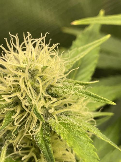 Sour Ripper #1. Week 8