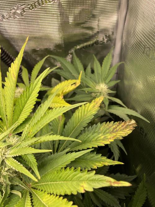 Sour Ripper #1. Week 8