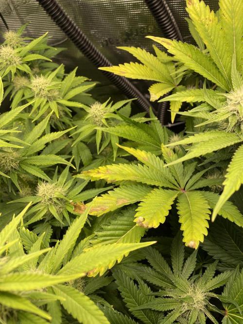 Sour Ripper #1. Week 8