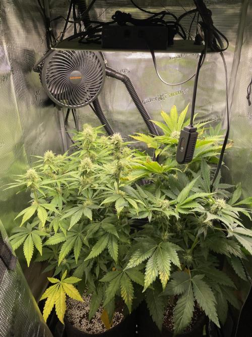 Sour Ripper. Week 8