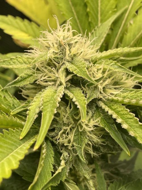Sour Ripper. Week 8