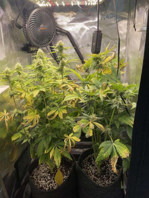 Sour Ripper #1. Week 9