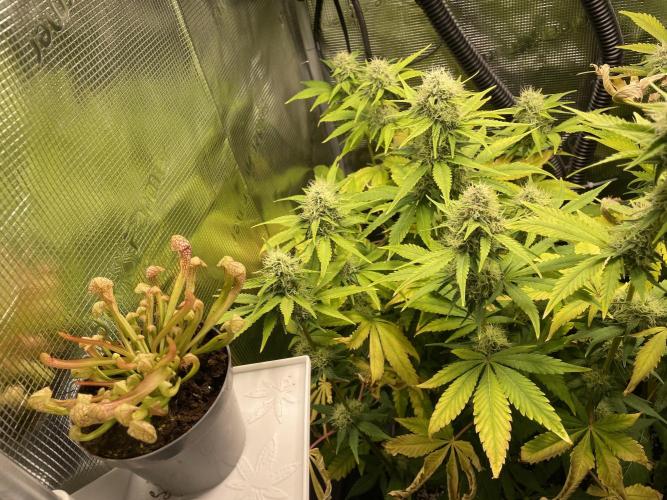 Sour Ripper #1. Week 9 - specialni genetika nalevo “zacatecnicka” 🤣