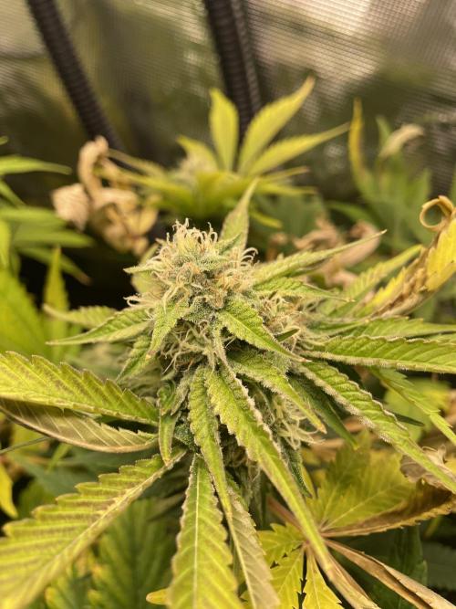 Sour Ripper #1. Week 9
