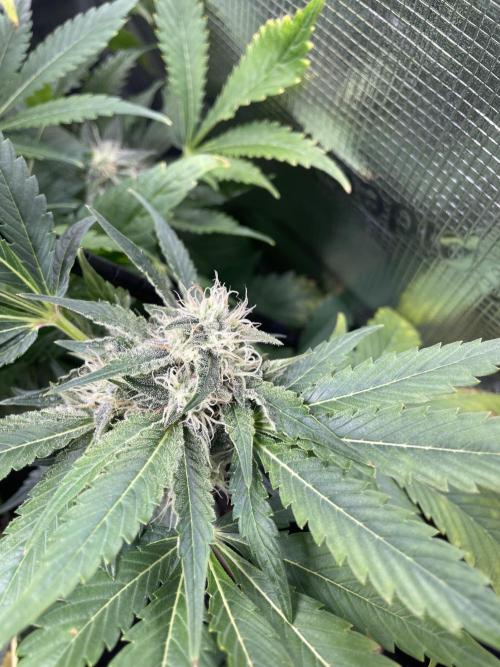 Sour Ripper #1. Week 9