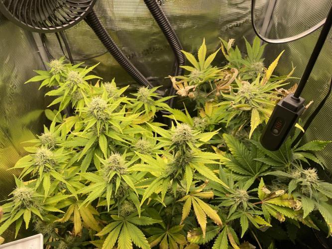Sour Ripper. Week 9