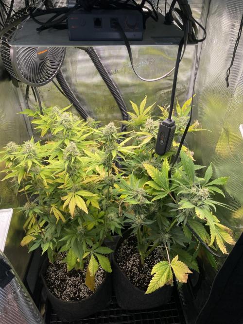 Sour Ripper #1. Week 10