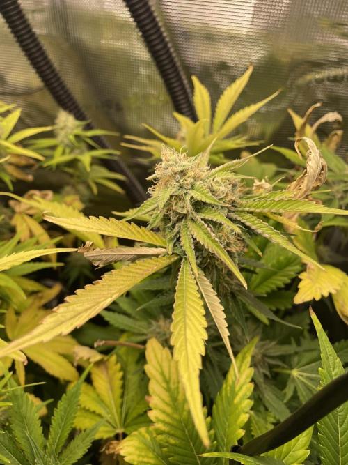 Sour Ripper #1. Week 10