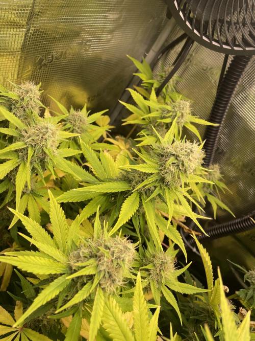 Sour Ripper #1. Week 10