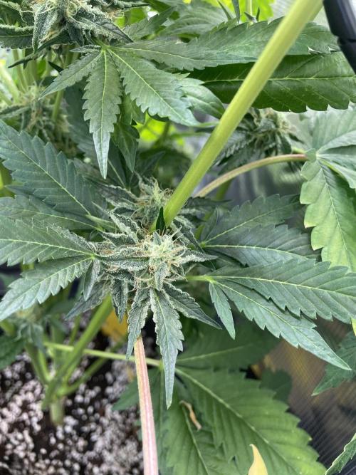 Sour Ripper #1. Week 10