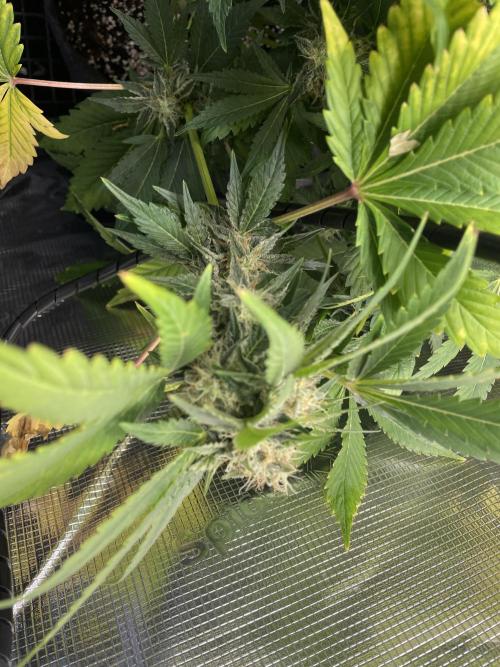 Sour Ripper. Week 10