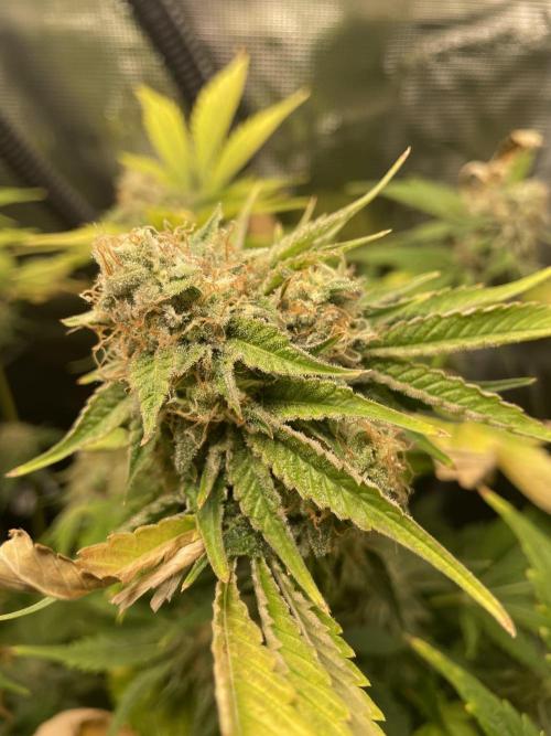 Sour Ripper #1. Week 11