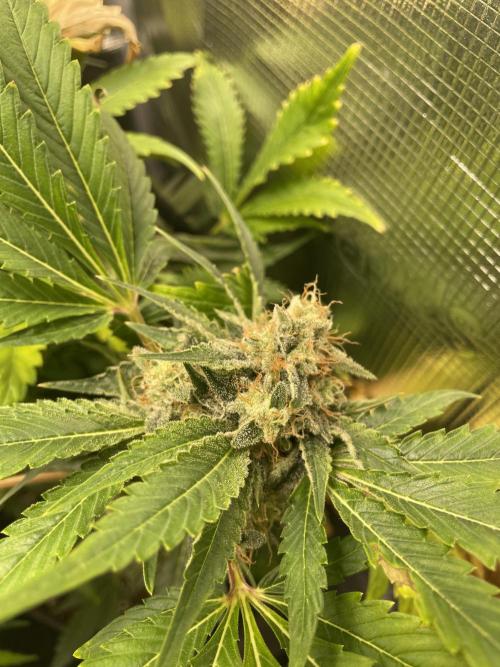 Sour Ripper #1. Week 11