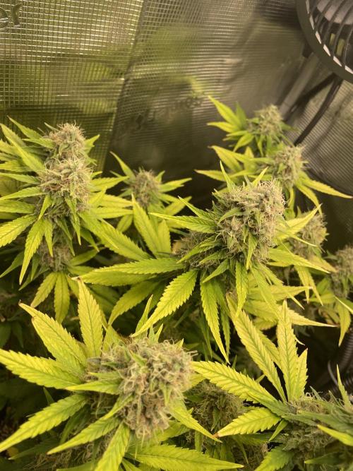 Sour Ripper #1. Week 11
